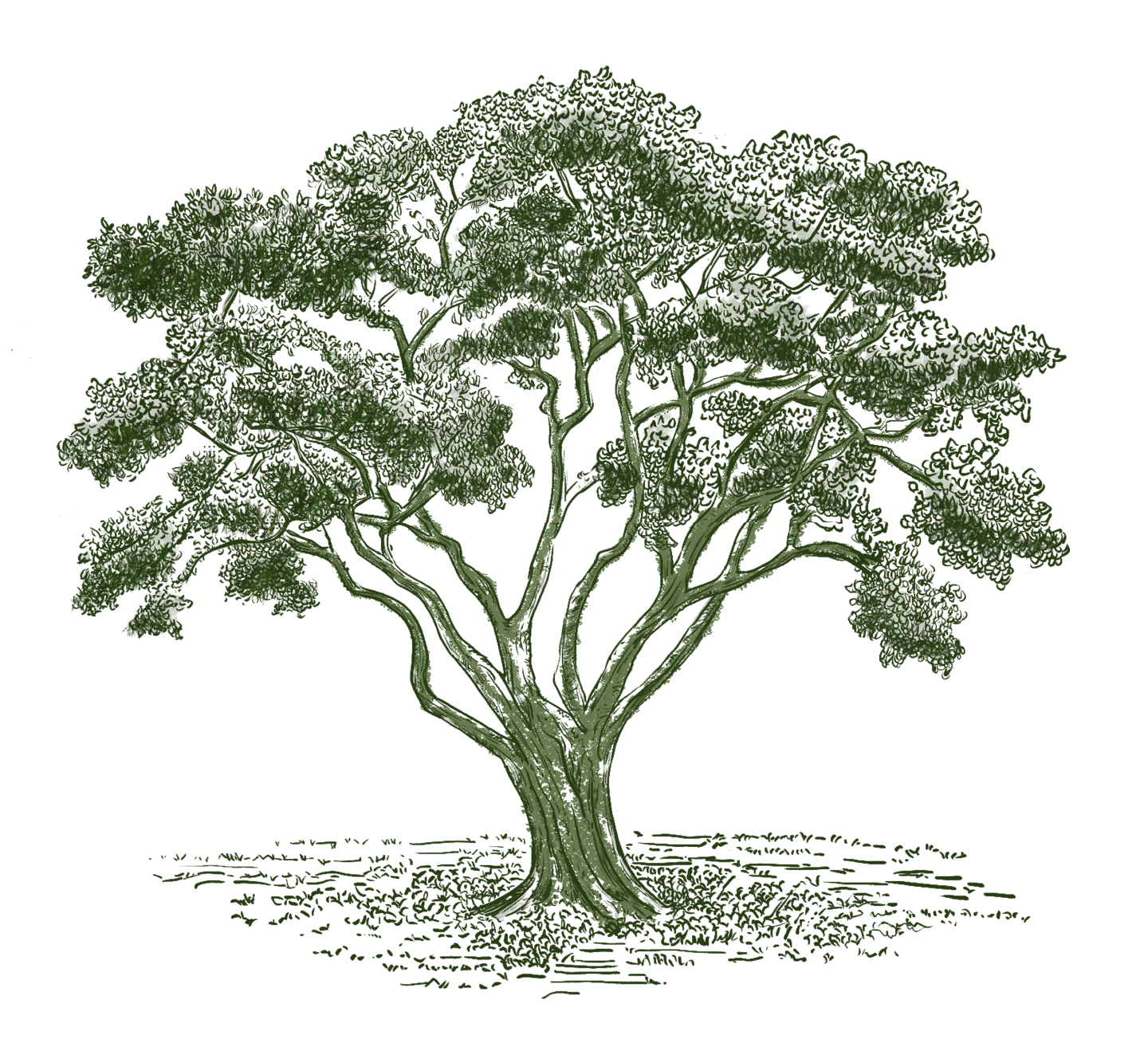 The Tembusu Tree